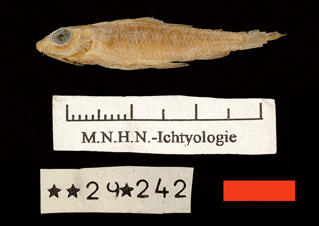 Nannocharax altus