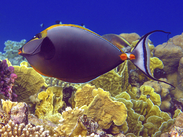 Naso elegans
