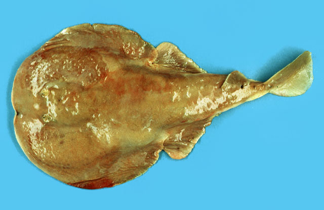 Narke japonica