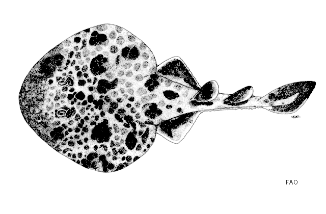 Narcine maculata