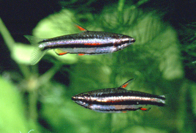 Nannostomus marginatus