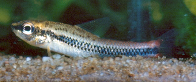 Nannocharax parvus