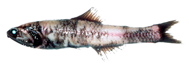 Nareg_u0.jpg