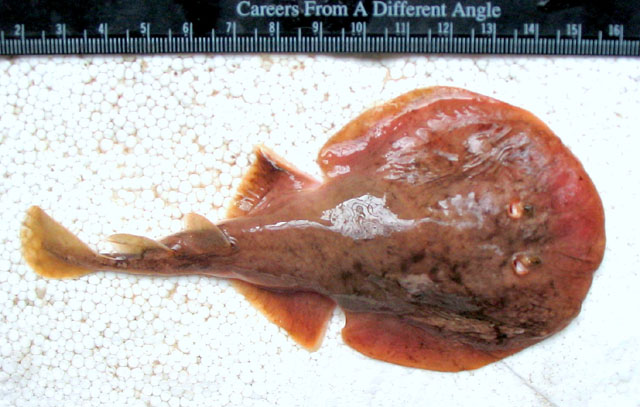 Narcine timlei