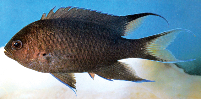 Neopomacentrus aktites