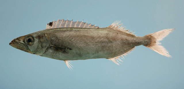 Neoepinnula americana
