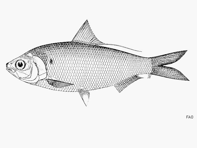 Nematalosa arabica