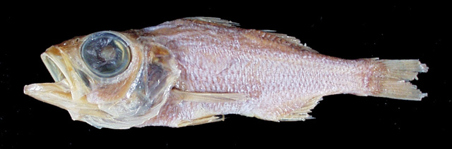 Verilus atlanticus