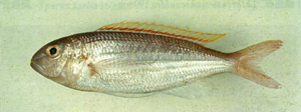 Nemipterus aurora