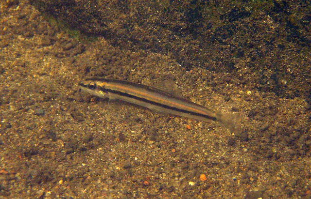 Nemacheilus binotatus