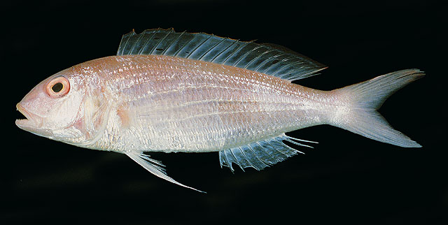 Nemipterus bipunctatus