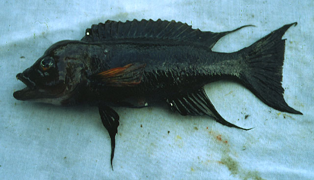 Neolamprologus furcifer