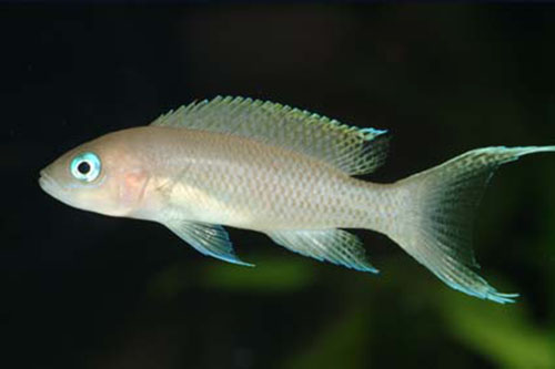 Neolamprologus gracilis