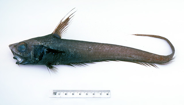 Nezumia kapala