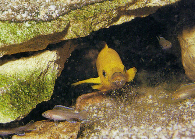 Neolamprologus longior