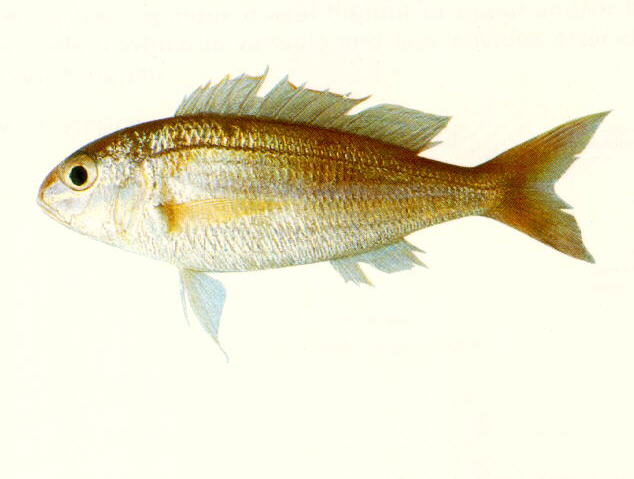 Nemipterus marginatus