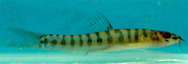Nemacheilus marang