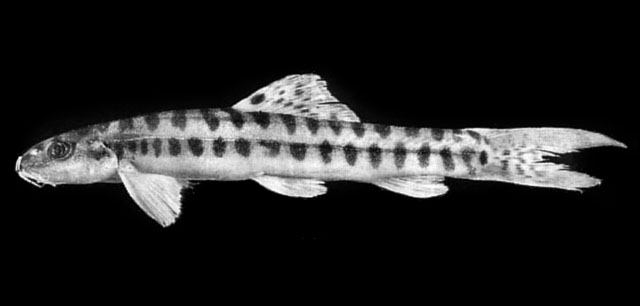 Nemacheilus masyae