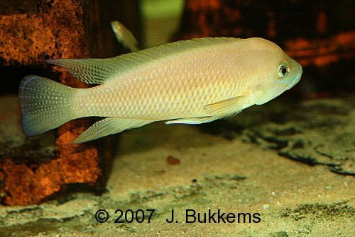 Neolamprologus modestus