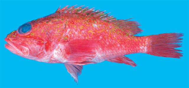 Neoscorpaena nielseni