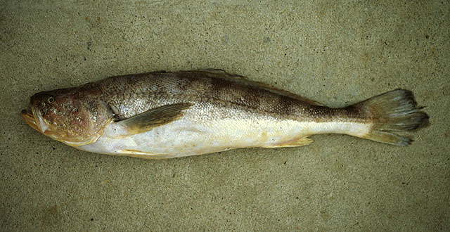 Nebris occidentalis