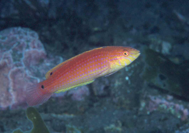 Suezichthys ornatus