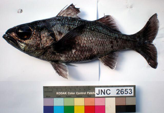 Verilus pacificus