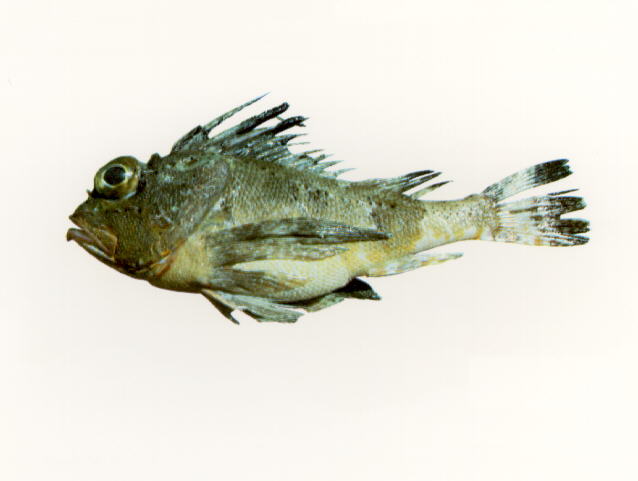 Neosebastes pandus