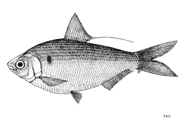 Nematalosa persara