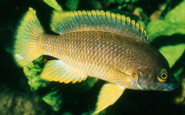 Neolamprologus petricola