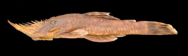 Nepil_u0.jpg