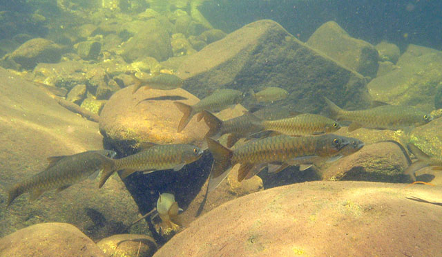 Neolissochilus soroides