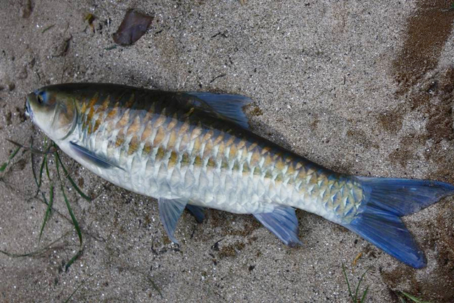 Neolissochilus stracheyi