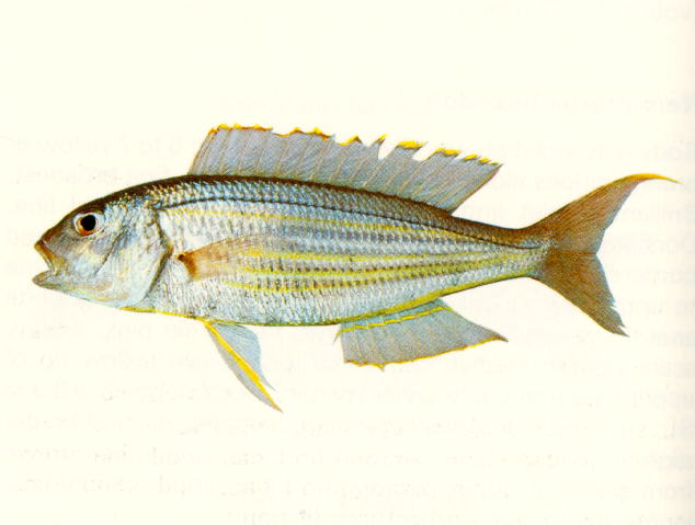 Nemipterus tambuloides