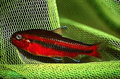 Neolebias trewavasae