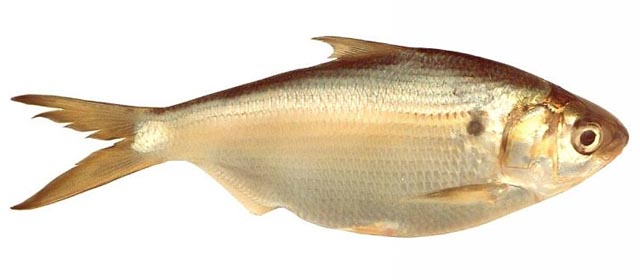 Nematalosa vlaminghi