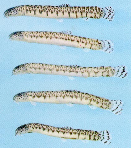 Kichulchoia brevifasciata