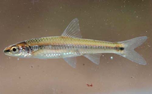 Alburnops asperifrons