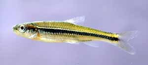 Alburnops baileyi