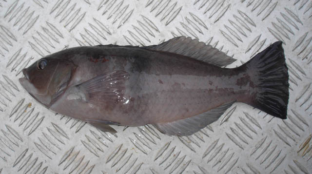 Notolabrus cinctus