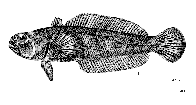 Indonotothenia cyanobrancha