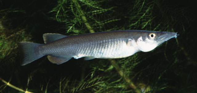 Nomorhamphus ebrardtii