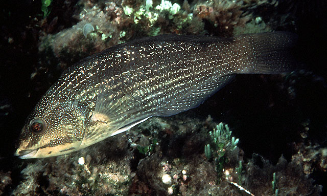 Notolabrus inscriptus