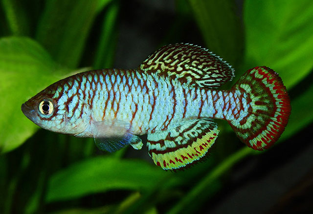Nothobranchius iridescens