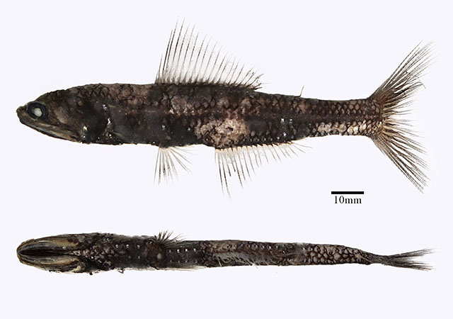 Notoscopelus japonicus