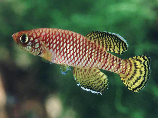 Nothobranchius korthausae
