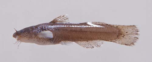 Noturus leptacanthus