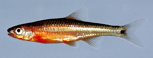 Paranotropis leuciodus