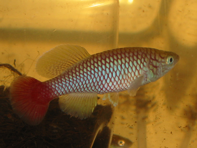 Nothobranchius makondorum
