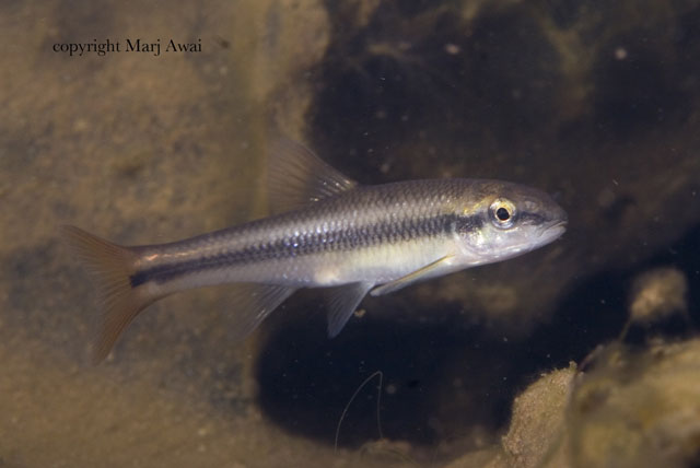 Nocomis micropogon